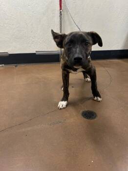 Paco -  Pit Bull Terrier and Shepherd Dog for Adoption in Chico, California - Paco | PetCurious