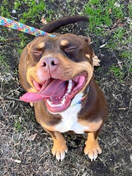 Pit Bull Terrier Dogs Available for Adoption - 26-18 Ace | PetCurious