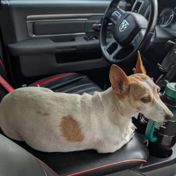 Mona -  Chihuahua and Jack Russell Terrier Dog for Adoption in New Orleans, Louisiana - Mona | PetCurious