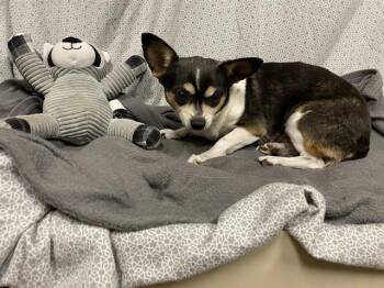 Chihuahua Dogs Available for Adoption in Modesto, California - A610397 | PetCurious