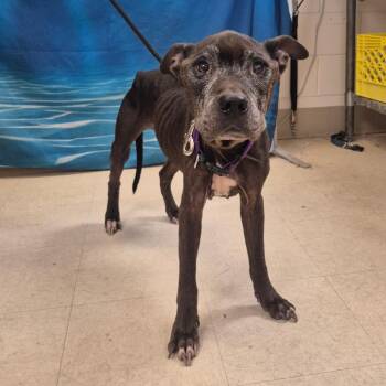 Lincoln -  Mixed Breed Dog for Adoption in Lake Panasoffkee, Florida - Lincoln | PetCurious