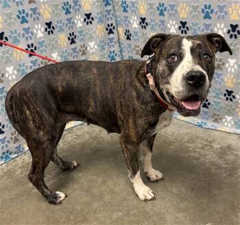 Staffordshire Bull Terrier Dogs Available for Adoption in Rosenberg, Texas - MOXIE | PetCurious