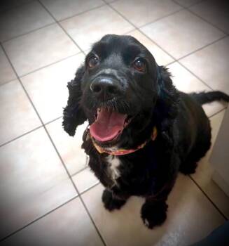 Lucy -  Cocker Spaniel Dog for Adoption in Austin, Texas - Lucy | PetCurious