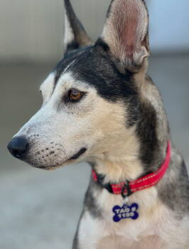 Rescue Mixed Breed Dogs for Adoption in Houston, Texas - Hattie | PetCurious