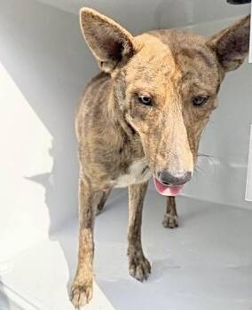 A659524 -  Dutch Shepherd Dog for Adoption in Houston, Texas - A659524 | PetCurious