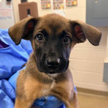 Shepherd Dogs Available for Adoption in San Antonio, Texas - Talula | PetCurious