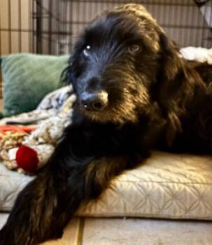 Poodle Dogs Available for Adoption in Dallas, Texas - Skyler | PetCurious
