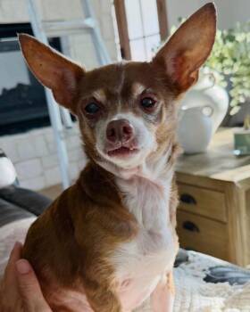 Mel (Melatonin) -  Chihuahua Dog for Adoption in College Station, Texas - Mel (Melatonin) | PetCurious