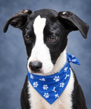 Boone -  Hound Dog for Adoption in Manchester, Connecticut - Boone | PetCurious