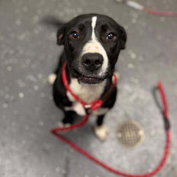 KB -  Mixed Breed Dog for Adoption in Columbiana, Alabama - KB | PetCurious