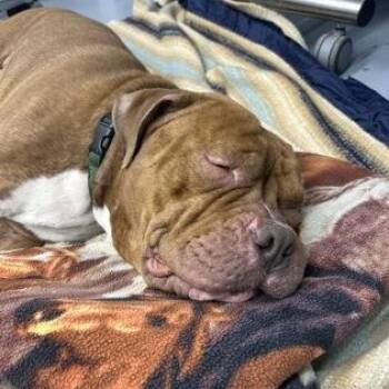 Hulk -  American Bulldog Dog for Adoption in Worcester, Massachusetts - Hulk | PetCurious