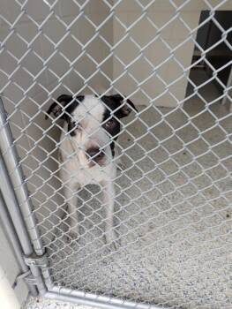 Rescue Labrador Retriever and Mixed Breed Dogs for Adoption in Brunswick, Georgia - EINSTEIN | PetCurious