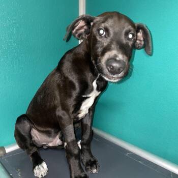 Doberman Pinscher Dogs Available for Adoption - Lava Cake | PetCurious