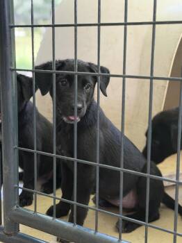 5 Lab Puppies -  Black Labrador Retriever Dog for Adoption in Elberton, Georgia - 5 Lab Puppies | PetCurious