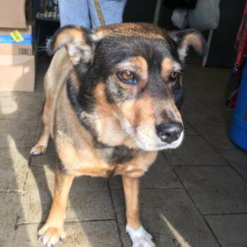 Mixed Breed Dogs Available for Adoption - Lua | PetCurious