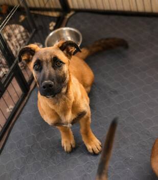 Rocky -  German Shepherd Dog Dog for Adoption in Union Grove, Wisconsin - Rocky | PetCurious