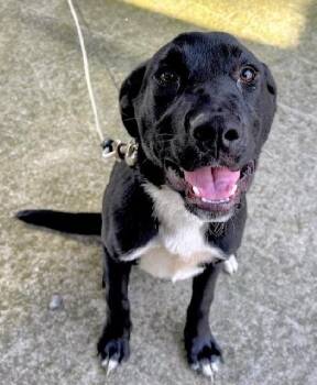KIP -  Black Labrador Retriever Dog for Adoption in Scottsburg, Indiana - KIP | PetCurious