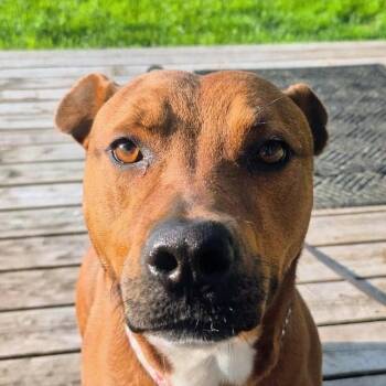 Scooby (20260909-03) -  Labrador Retriever Dog for Adoption in Niagara Falls, Ontario - Scooby (20260909-03) | PetCurious