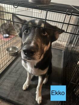 Rescue German Shepherd Dog and Husky Dogs for Adoption in Indianapolis, Indiana - Ekko | PetCurious