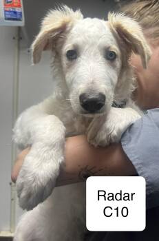 Radar -  Borzoi Dog Available for Adoption in Morganton, North Carolina - Radar | PetCurious