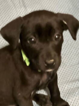 Rescue Labrador Retriever Dogs for Adoption in Midway, Utah - Gizmo | PetCurious