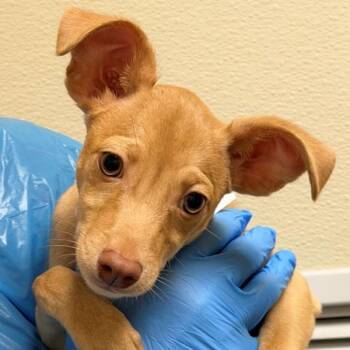 Bob -  Chihuahua Dog for Adoption in Walnut Creek, California - Bob | PetCurious