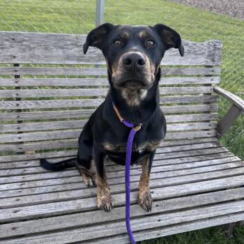 Mixed Breed Dogs Available for Adoption in Canton, Illinois - Delilah | PetCurious