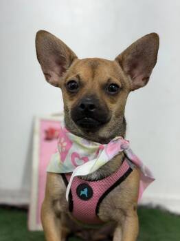 Tarzan-One of our Amazing Rescue Dogs -  Corgi and Chihuahua Dog for Adoption in Carlsbad, California - Tarzan-One Of Our Amazing Rescue Dogs | PetCurious
