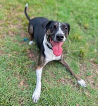 Labrador Retriever Dogs Available for Adoption - Huey | PetCurious