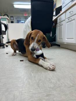 Hound Dogs Available for Adoption in Mineral, Virginia - Bark Wahlberg | PetCurious