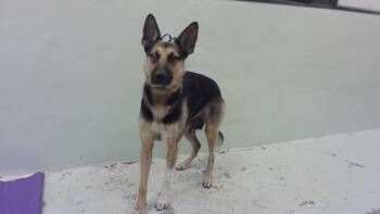 Rescue German Shepherd Dog and Mixed Breed Dogs for Adoption in Houston, Texas - LUNA | PetCurious