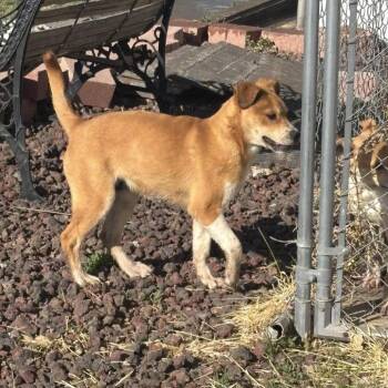 Shepherd Dogs Available for Adoption in Parker, Colorado - 538 (2026) Bodee | PetCurious