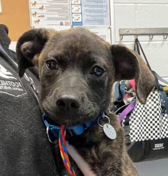 Thatcher -  Labrador Retriever Dog for Adoption in Golden, Colorado - Thatcher | PetCurious