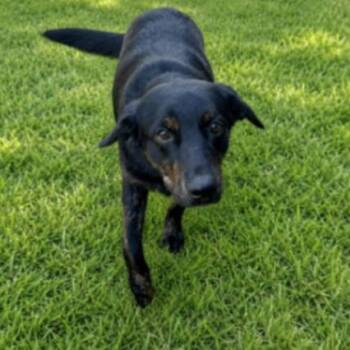 Sweet Jasper -  Black Labrador Retriever and Mixed Breed Dog for Adoption in Houston, Texas - Sweet Jasper | PetCurious