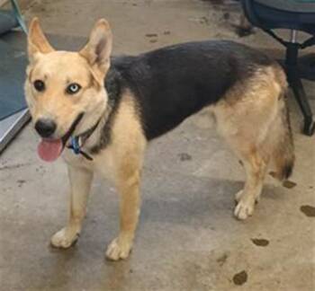 KAKASHI -  German Shepherd Dog and Siberian Husky Dog for Adoption in Camarillo, California - KAKASHI | PetCurious