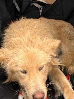 Rescue Mixed Breed Dogs for Adoption in Atlanta, Georgia - Farrad-ADOPTED | PetCurious