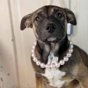 Australian Shepherd and Australian Cattle Dog Blue Heeler Dogs Available for Adoption in Atlanta, Texas - Crystal $150 | PetCurious