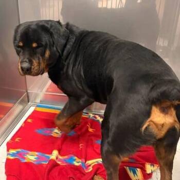 Mixed Breed Dogs Available for Adoption - Ternament | PetCurious