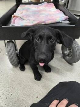 Tyson -  Terrier and Jack Russell Terrier Dog for Adoption in Sacramento, California - Tyson | PetCurious
