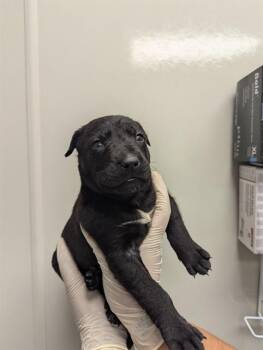 LEIA -  German Shepherd Dog Dog for Adoption in Ontario, California - LEIA | PetCurious