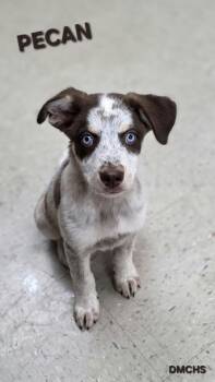 Pecan -  Australian Shepherd and Mixed Breed Dog for Adoption in Burlington, Iowa - Pecan | PetCurious