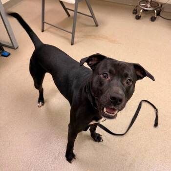 Gomez -  Pit Bull Terrier and Mixed Breed Dog for Adoption in Lynchburg, Virginia - Gomez | PetCurious