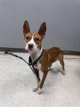 Terrier and Mixed Breed Dogs Available for Adoption - Monroe | PetCurious