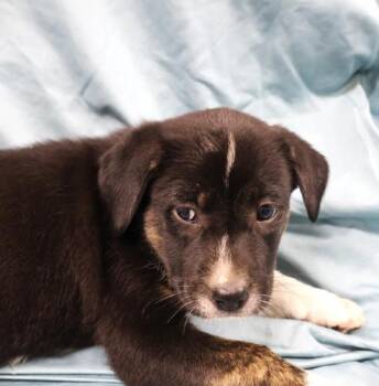 Fizbit -  Shepherd Dog for Adoption in Thief River Falls, Minnesota - Fizbit | PetCurious