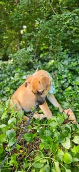 Kiska -  Husky and Staffordshire Bull Terrier Dog for Adoption in Norfolk, Massachusetts - Kiska | PetCurious