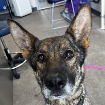 Velvet -  Mixed Breed Dog for Adoption in Las Cruces, New Mexico - Velvet | PetCurious