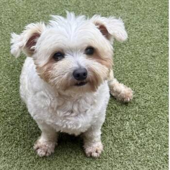 TEDDY -  Miniature Poodle and Yorkshire Terrier Dog for Adoption in Norwalk, Connecticut - TEDDY | PetCurious