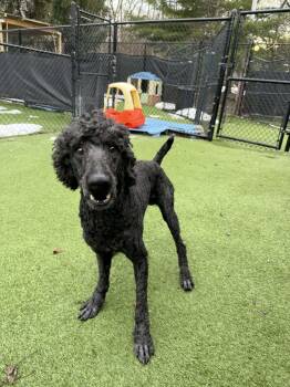 Poodle Dogs Available for Adoption - Diesel | PetCurious