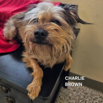 Charlie Brown (and Papa Bear!) -  Terrier Dog for Adoption - Charlie Brown (and Papa Bear!) | PetCurious