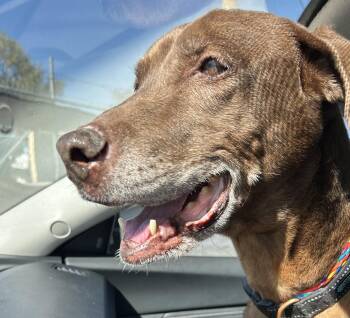 Rescue Chocolate Labrador Retriever Dogs for Adoption in El Paso, Texas - Christy | PetCurious